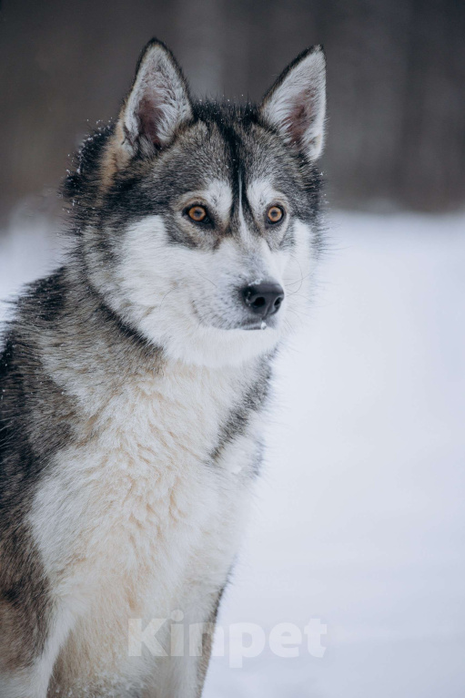 Собаки в Москве: Активная девчонка в поисках дома! Девочка, Бесплатно - фото 9