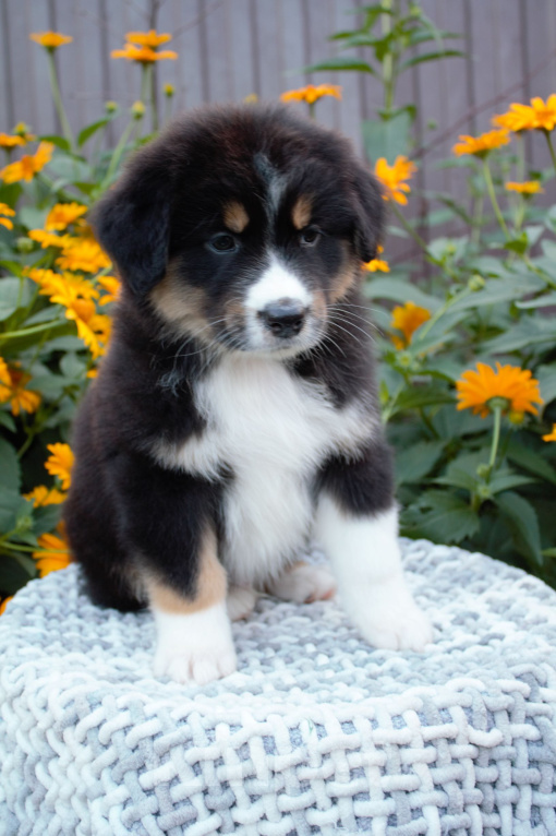 Собаки в других городах Московской области: Австралийская овчарка (аусси) Мальчик, 30 000 руб. - фото 3