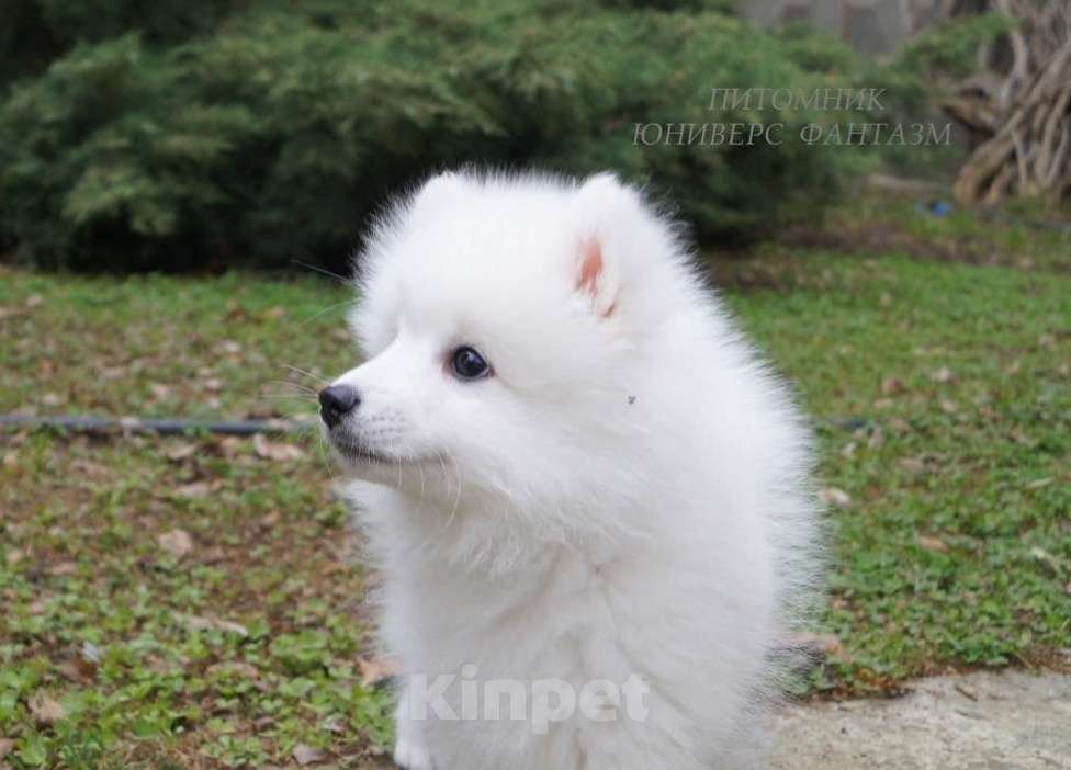 Собаки в Волгограде: Щенки японского шпица Мальчик, Бесплатно - фото 5