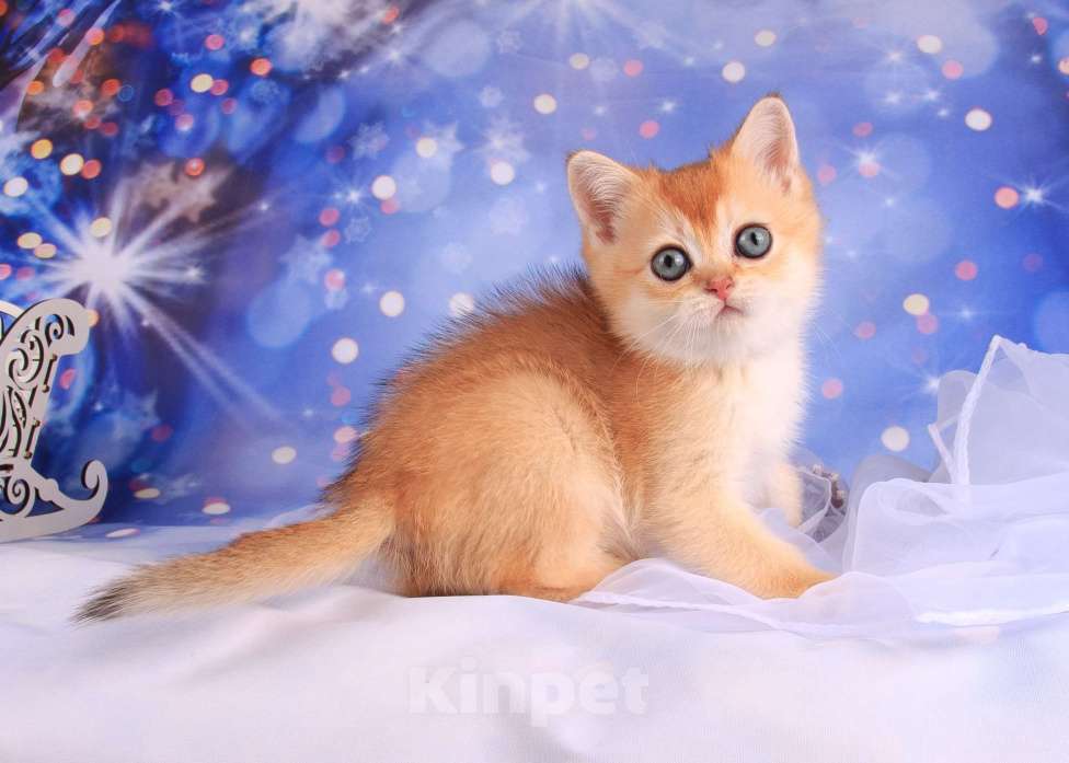 Кошки в Санкт-Петербурге: Золотая скоттиш-страйт Девочка, Бесплатно - фото 6