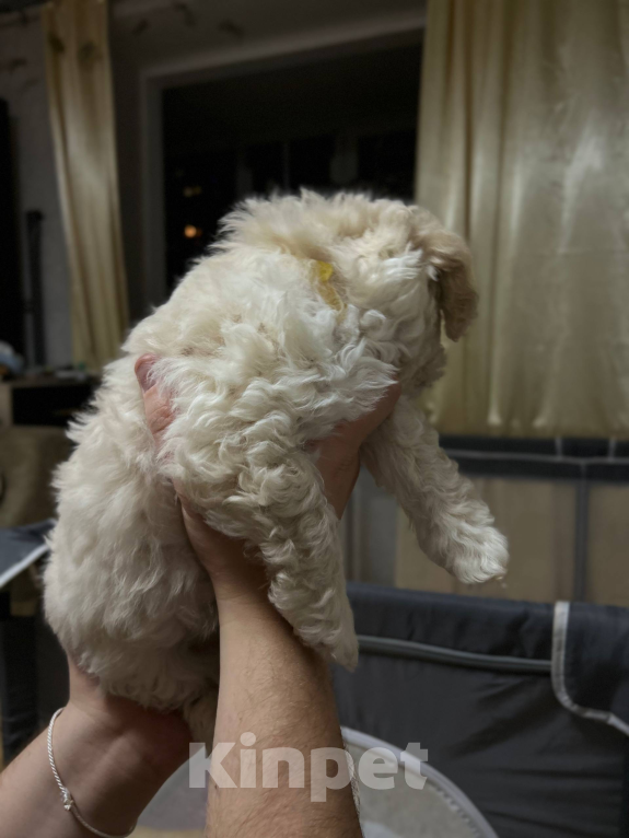 Собаки в Мытищах: Смайлик Девочка, 70 000 руб. - фото 4