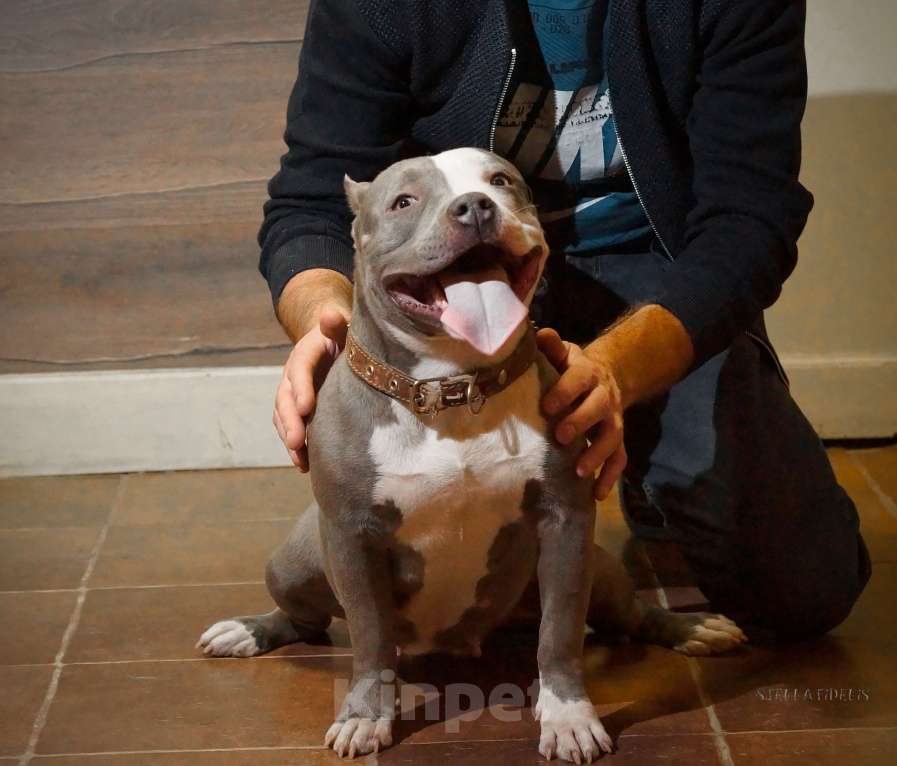 Собаки в Саратове: Булли, щенки из питомника abkc Девочка, 80 000 руб. - фото 3