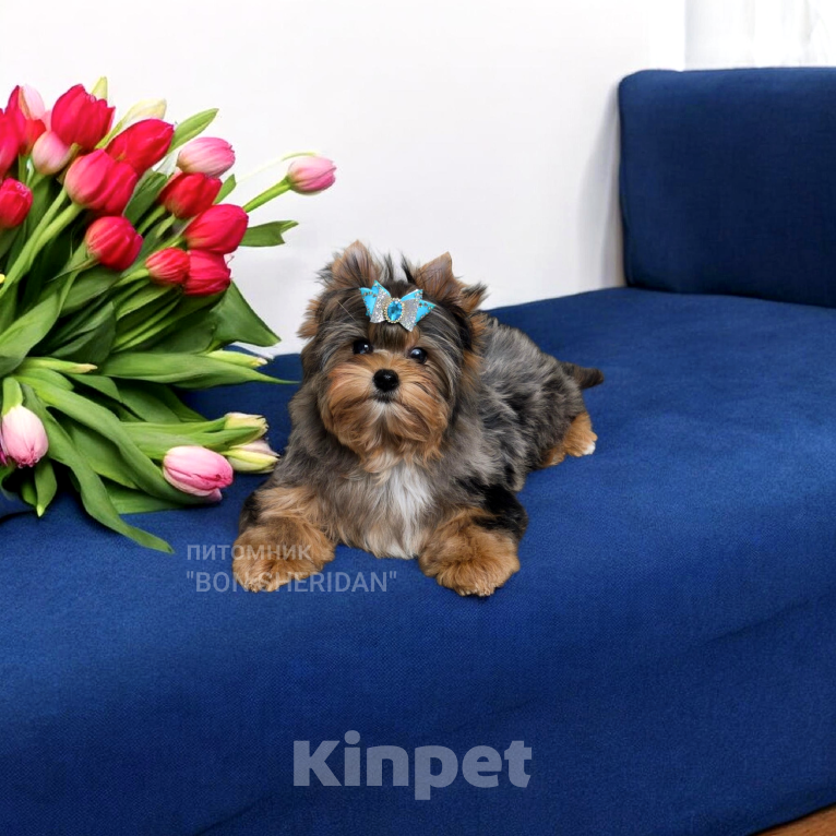 Собаки в Пушкино: Очень красивый мальчик эксклюзивного окраса Мерль Мальчик, 55 000 руб. - фото 1