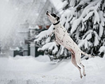 Собаки в Москве: Особенный далматин Рокси в дар Девочка, Бесплатно - фото 3