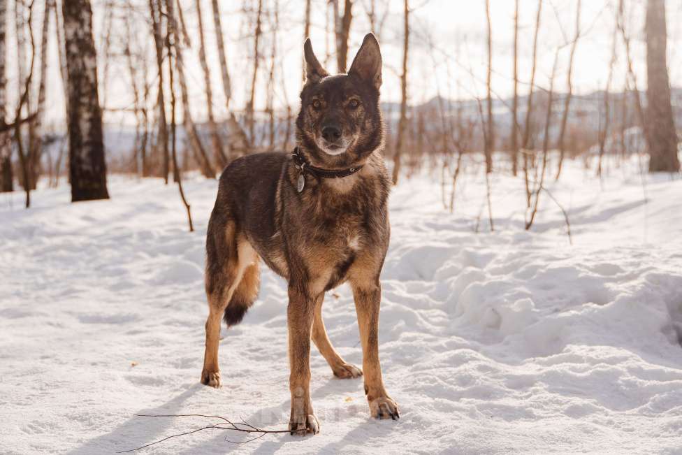 Собаки в Москве: Дуся Девочка, Бесплатно - фото 5