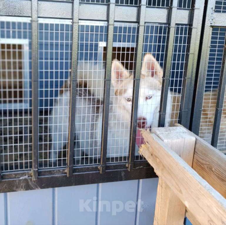 Собаки в Москве: 3 года взаперти.. Даже у чистопородного хаски практически нет шансов на дом 💔 Мальчик, Бесплатно - фото 3