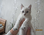 Кошки в Красноярске: Отдам котёнка в добрые руки Девочка, Бесплатно - фото 5