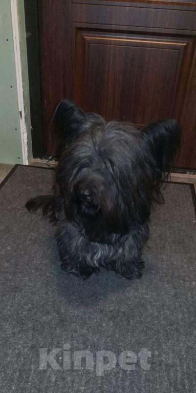 Собаки в Люберцах: Скайтерьер в добрые руки Мальчик, 50 руб. - фото 3