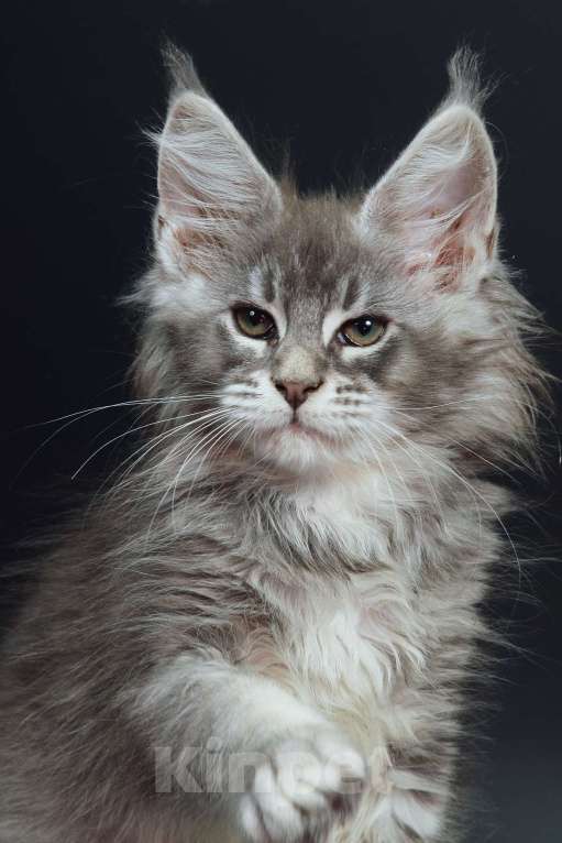 Кошки в Апрелевке: Котята мейн-кун из элитного питомника  Caressa Девочка, 50 000 руб. - фото 9