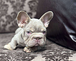 Собаки в Санкт-Петербурге: Французский бульдог бигроп мальчик Мальчик, 100 000 руб. - фото 3