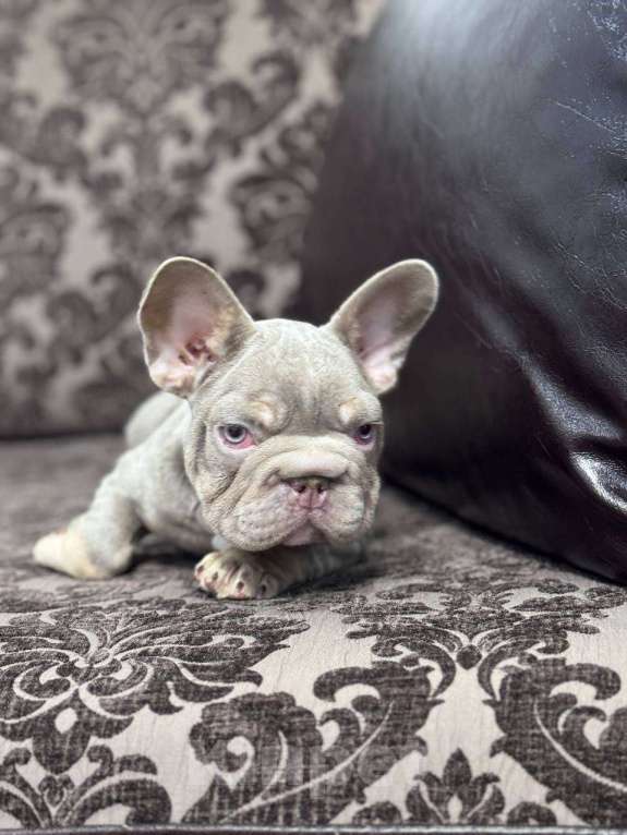 Собаки в Санкт-Петербурге: Французский бульдог бигроп мальчик Мальчик, 100 000 руб. - фото 3