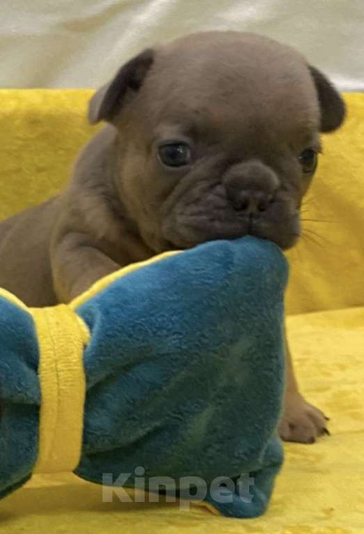 Собаки в Нижнем Новгороде: Щенки французского бульдога  Девочка, Бесплатно - фото 2