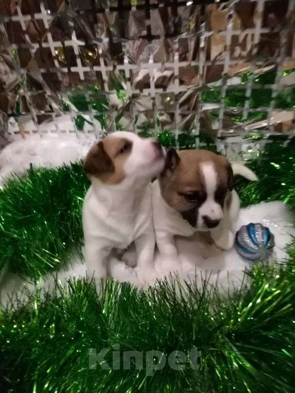 Собаки в Иркутске: Мальчик  Мальчик, 20 000 руб. - фото 1