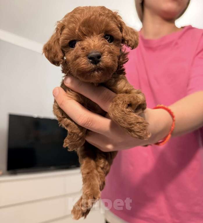 Собаки в Егорьевске: Щенки пуделя ред браун миниатюра Девочка, 60 000 руб. - фото 4