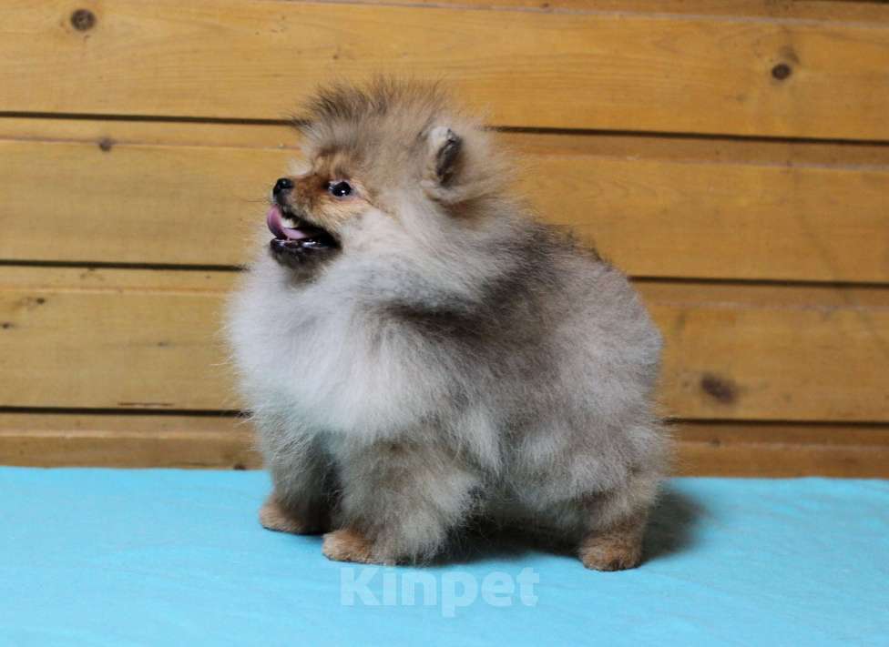 Собаки в Москве: Крошечная девочка померанского шпица Девочка, Бесплатно - фото 7