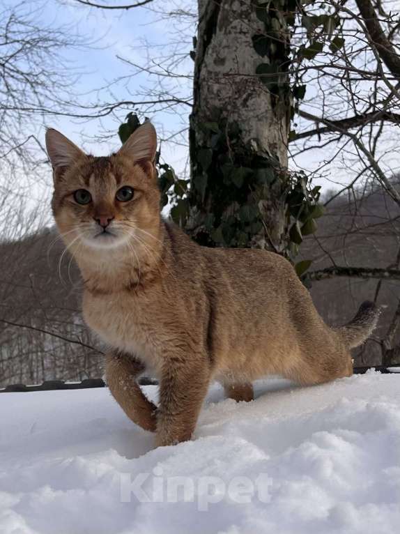 Кошки в Геленджике: Чаузи ф3 кошечка Девочка, 9 000 руб. - фото 2