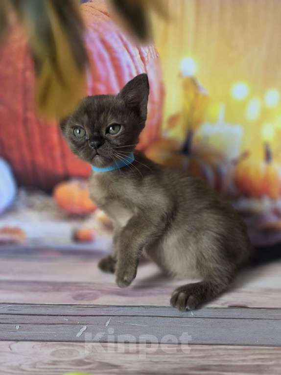 Кошки в других городах Ленинградской области: Бурманский мальчик соболиный Мальчик, 40 000 руб. - фото 1