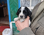 Собаки в Иркутске: Щенки русского спаниеля Мальчик, 6 000 руб. - фото 6