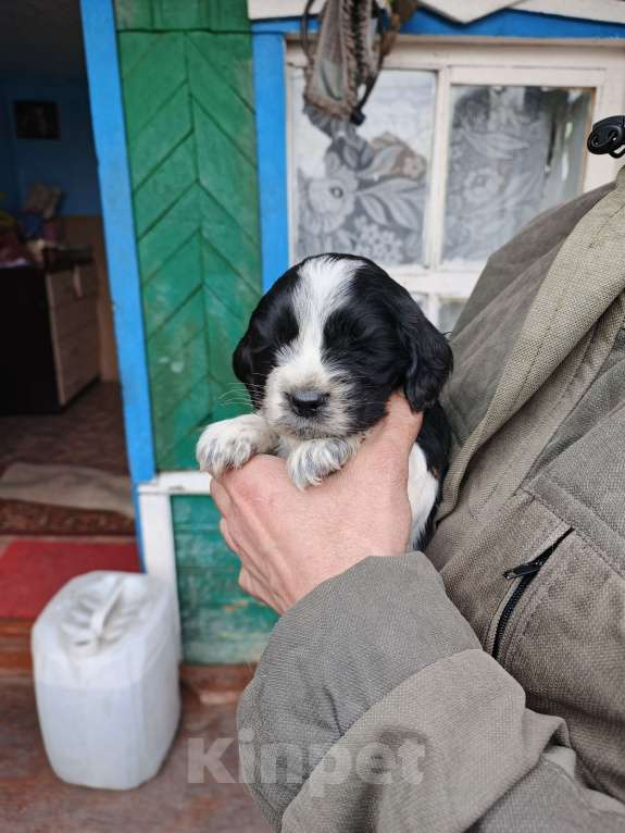 Собаки в Иркутске: Щенки русского спаниеля Мальчик, 6 000 руб. - фото 6