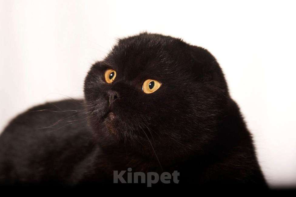 Кошки в Омске: Шотландский вислоухий кот, 35 000 руб. - фото 1
