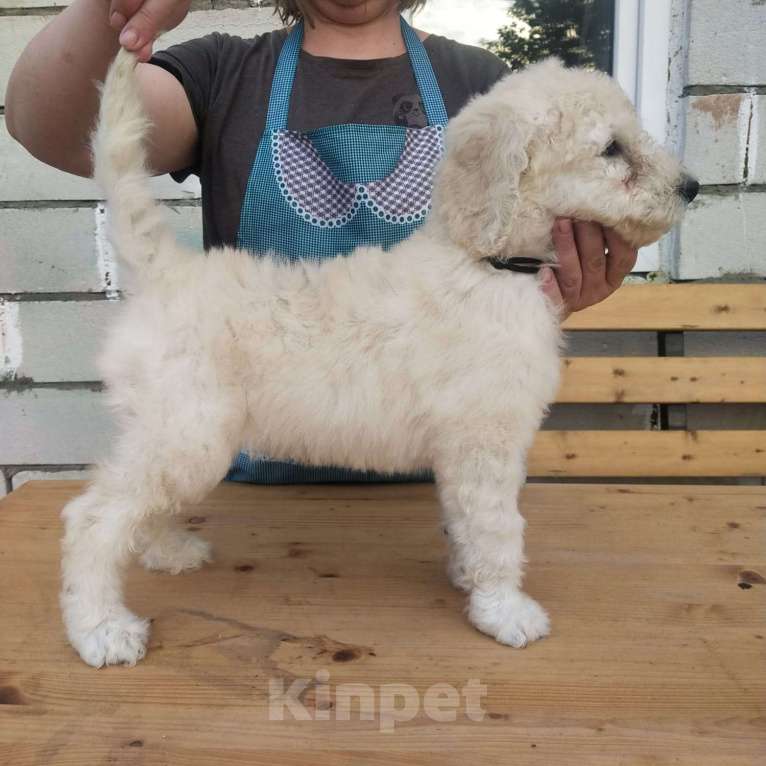 Собаки в других городах Московской области: Щенки Пуделя Королевского (Стандартного) Мальчик, 40 000 руб. - фото 2