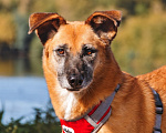 Собаки в Москве: Взгляд, который всё скажет за неё. Поночка ищет того, кто не побоится заглянуть ей в глаза. Девочка, Бесплатно - фото 1