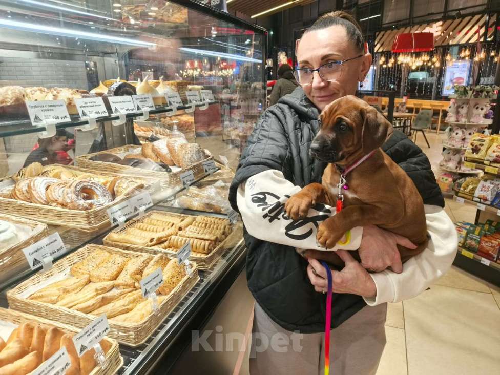 Собаки в других городах Московской области: Малышка Единственная в помете  Девочка, 110 000 руб. - фото 7