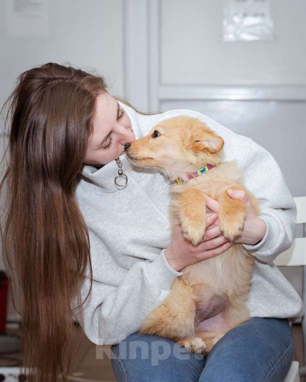 Собаки в Москве: Девочка, 3 месяца в добрые руки Девочка, Бесплатно - фото 3