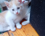Кошки в Кемерово: Котята Мальчик, Бесплатно - фото 2