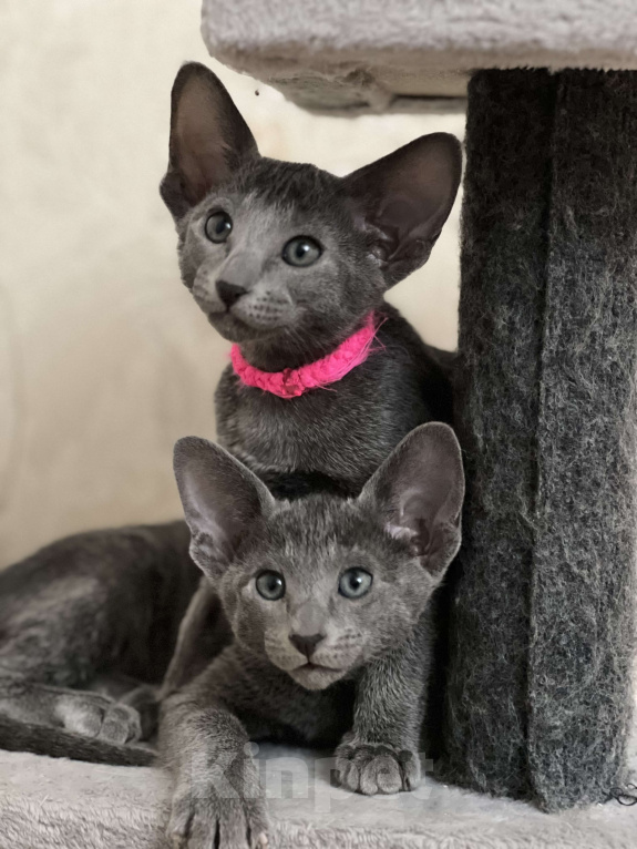 Кошки в Москве: Ориентальная малышка Beatris Беатрис Девочка, 60 000 руб. - фото 1