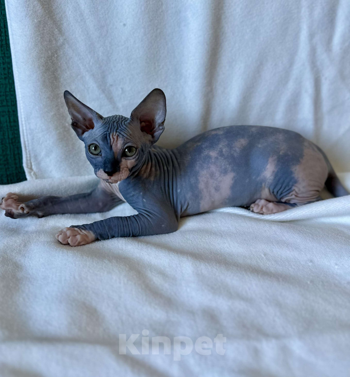 Кошки в Москве: Девочка канадского сфинкса  Девочка, 45 000 руб. - фото 3