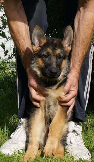 Собаки в Санкт-Петербурге: Щенки немецкой овчарки,  документы РКФ- FCI Мальчик, 45 000 руб. - фото 5