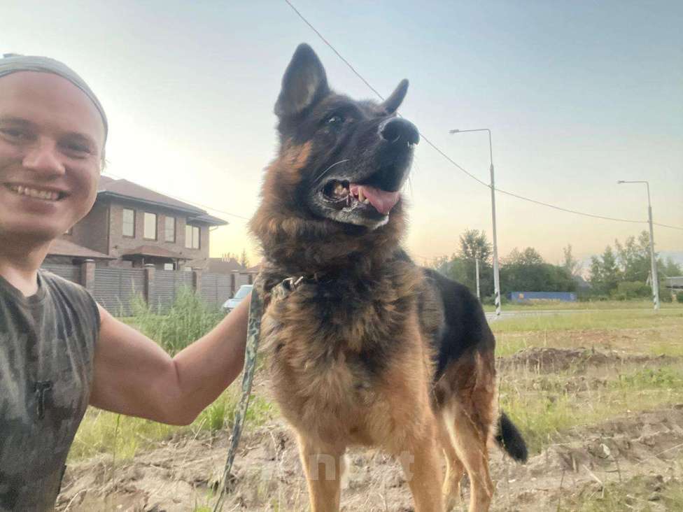 Собаки в Москве: Немецкая овчарка бесплатно Мальчик, Бесплатно - фото 6