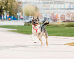 Собаки в Москве: Ураган Маруф в поисках своего человека! Девочка, Бесплатно - фото 10