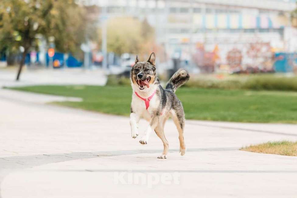 Собаки в Москве: Ураган Маруф в поисках своего человека! Девочка, Бесплатно - фото 10