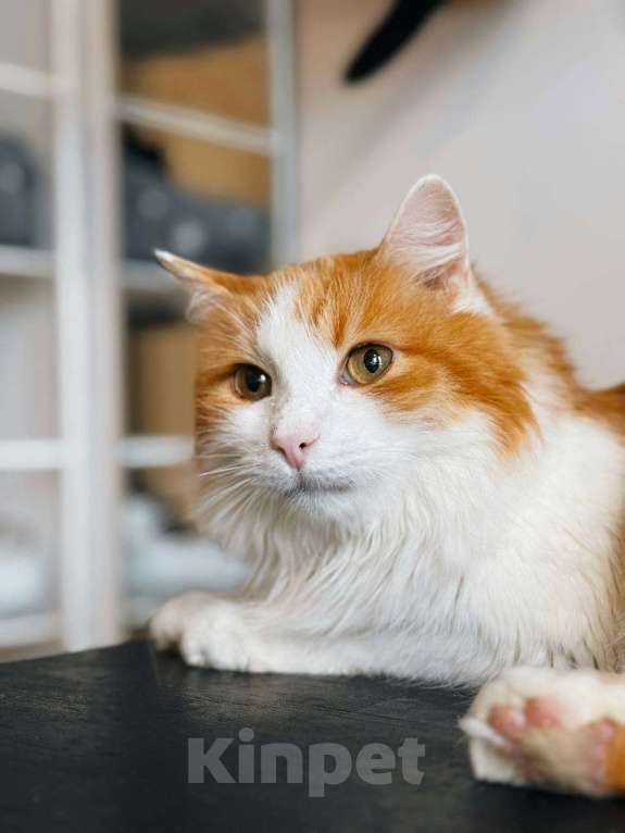 Кошки в Балашихе: Чипс Мальчик, Бесплатно - фото 3