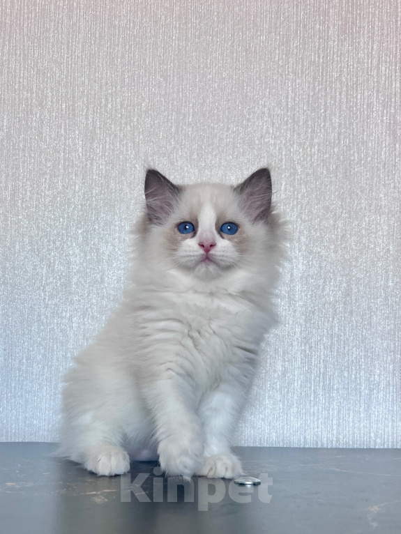 Кошки в Москве: Котёнок Рэгдолл Разнополые, 90 000 руб. - фото 4