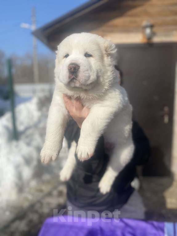 Собаки в Рязани: Наш питомник предлагает к продаже щенят среднеазиатской овчарки от титулованных родителей . Девочка, 50 000 руб. - фото 1