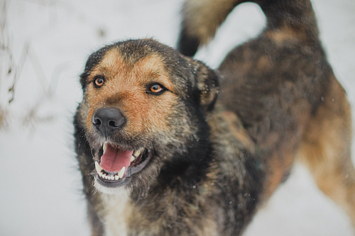 Объявление: Тимбо – ласковый, человекоориентированный пёс с активной жизненной позицией., Бесплатно, Москва