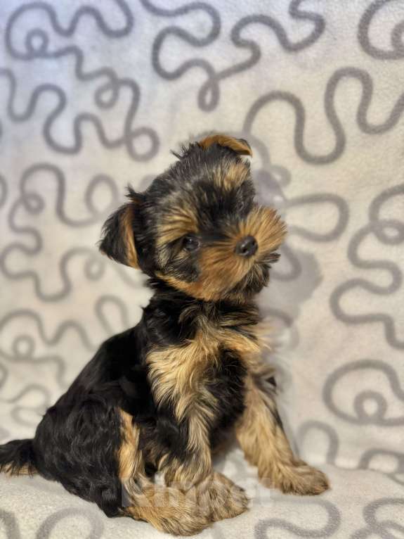 Собаки в Санкт-Петербурге: Щеной йоркширского терьера Мальчик, Бесплатно - фото 2