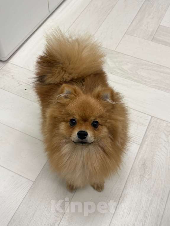 Собаки в Воронеже: Продам щенка породы померанский шпиц Мальчик, 15 000 руб. - фото 5