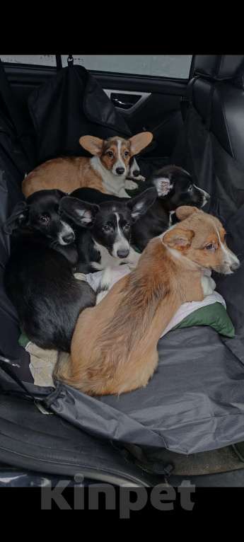 Собаки в Архангельске: Вельш Корги Кардиган Разнополые, Бесплатно - фото 3