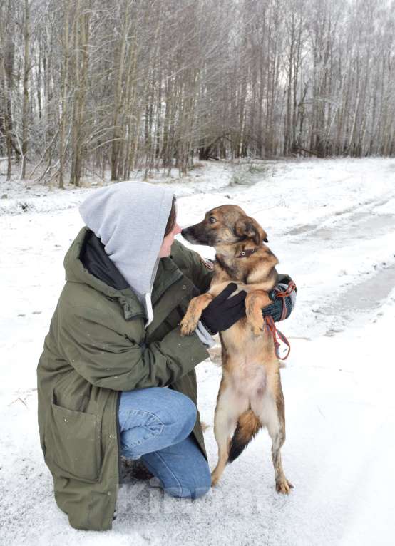 Собаки в Москве: Маленькая собачка из приюта в добрые руки Девочка, Бесплатно - фото 4