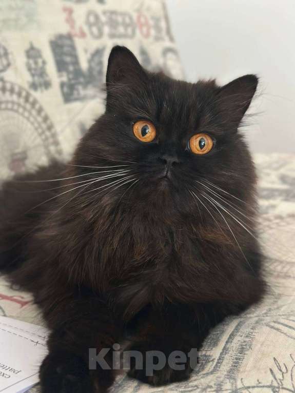 Кошки в Краснодаре: Дасти Pol Catana Девочка, 45 000 руб. - фото 3