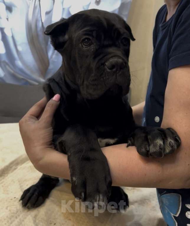 Собаки в других городах Московской области: Щенки Кане Корсо Девочка, 100 000 руб. - фото 3