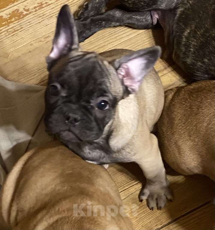 Собаки в Санкт-Петербурге: Шикарный мальчик французского бульдога  Мальчик, 45 000 руб. - фото 3