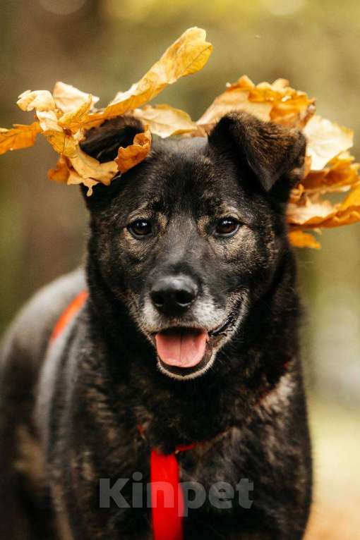 Собаки в Москве: Интеллигентный и скромный Райд ищет дом Мальчик, Бесплатно - фото 1