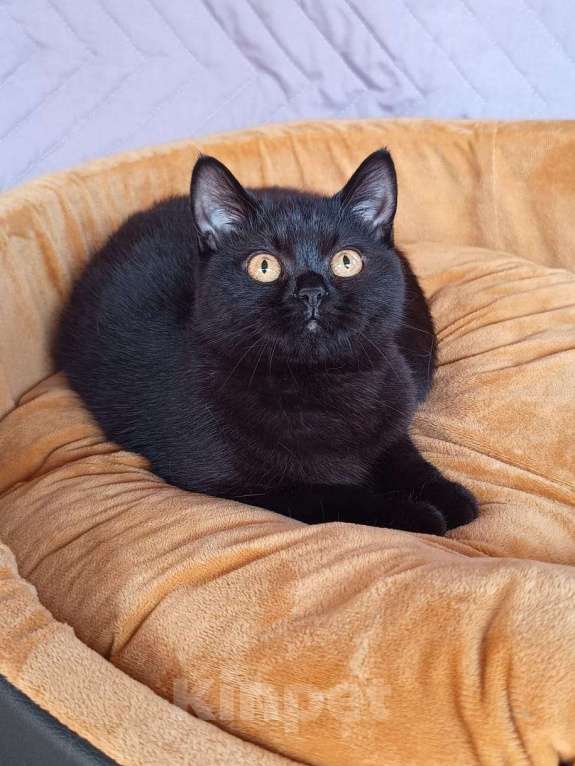 Кошки в Ульяновске: скотиш страйт Девочка, 15 000 руб. - фото 3