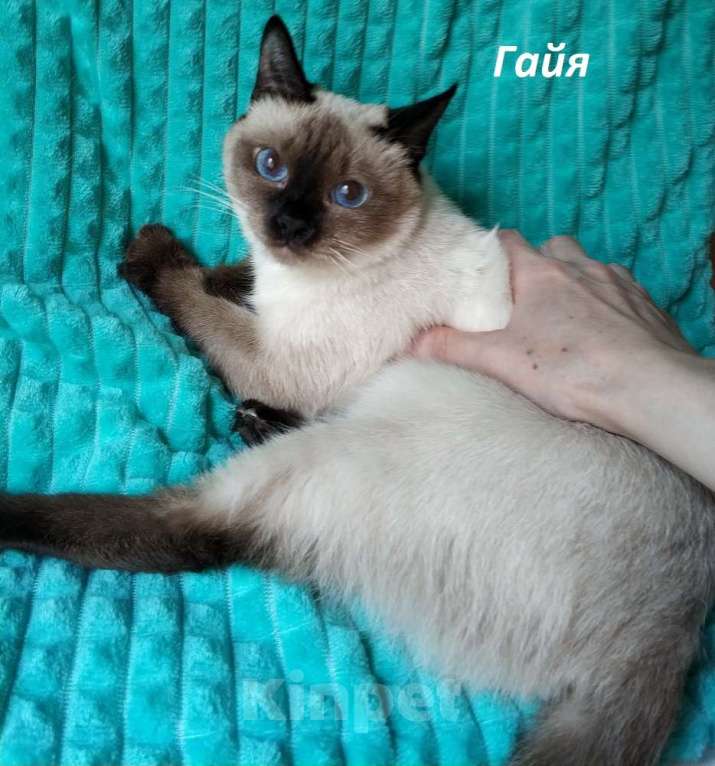 Кошки в Москве: Чистопородные тайцы из питомника за символическую сумму Разнополые, Бесплатно - фото 7