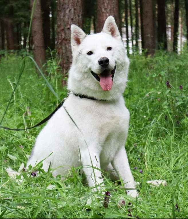 Собаки в Истре: Ищем семью для Норда Мальчик, Бесплатно - фото 3